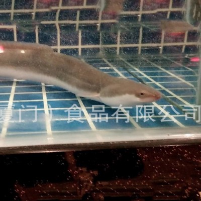 批发日料食材淡水鳗鱼/活鳗鱼生鲜水产250克鳗鱼供应养殖场厂家图4