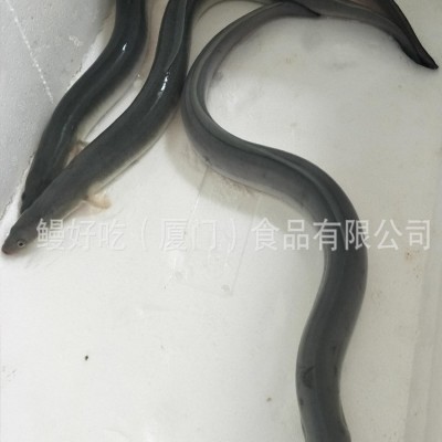 批发日料食材淡水鳗鱼/活鳗鱼生鲜水产250克鳗鱼供应养殖场厂家图2