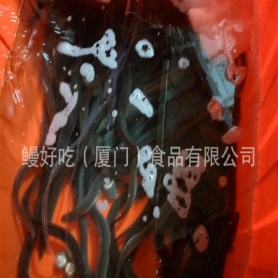 批发日料食材淡水鳗鱼/活鳗鱼生鲜水产250克鳗鱼供应养殖场厂家图5