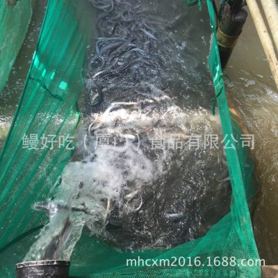 批发日料食材淡水鳗鱼/活鳗鱼生鲜水产250克鳗鱼供应养殖场厂家图3