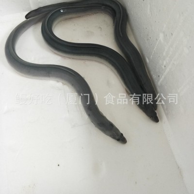 活日本鳗日料美味鳗鱼饭活鳗鱼商用养殖场海鲜鲜活厂家批发图4
