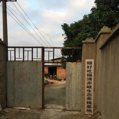 活日本鳗日料美味鳗鱼饭活鳗鱼商用养殖场海鲜鲜活厂家批发