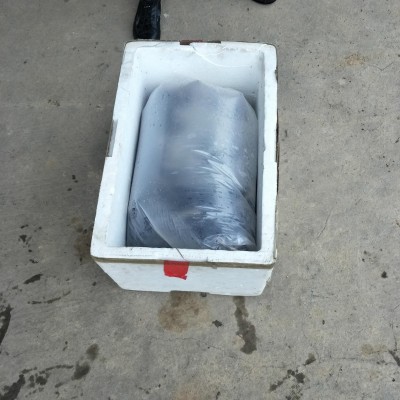 活日本鳗日料美味鳗鱼饭活鳗鱼商用养殖场海鲜鲜活厂家批发图2