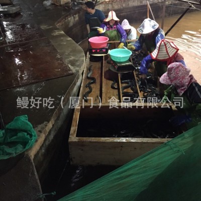 活日本鳗日料美味鳗鱼饭活鳗鱼商用养殖场海鲜鲜活厂家批发图3