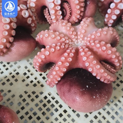 新鲜八爪鱼水产漂烫大真章爆头海鲜火锅鲜活章鱼烧短腿八爪鱼图4