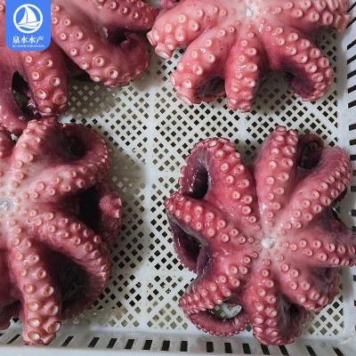 新鲜八爪鱼水产漂烫大真章爆头海鲜火锅鲜活章鱼烧短腿八爪鱼图3