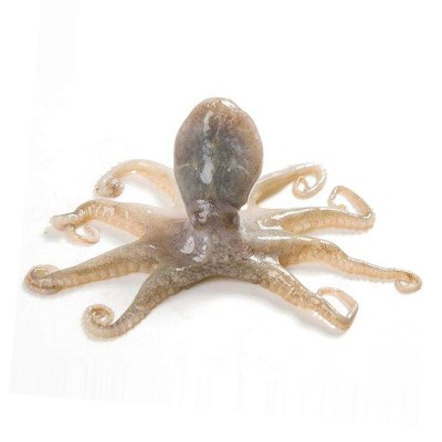 鲜活冷冻海鲜迷你小章鱼盐磨八爪鱼 水产短腿刺身翻花爆头小章鱼