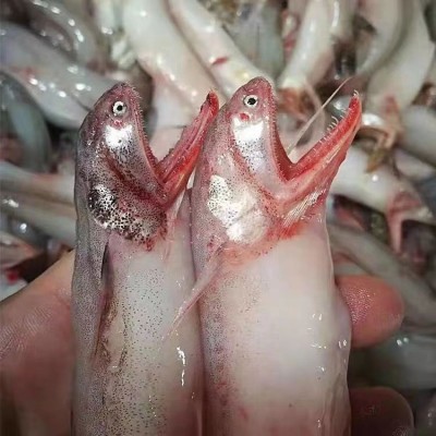 当季新鲜冷冻龙头鱼豆腐鱼九肚鱼水潺批发烧烤食材顺丰包邮图3