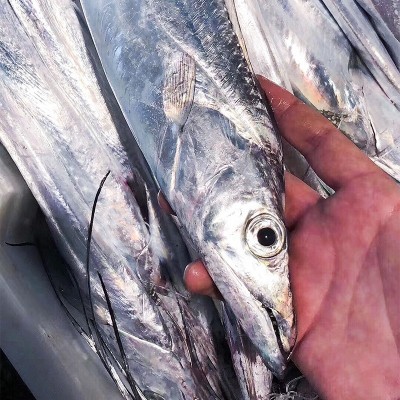 新鲜冷冻海钓带鱼小眼睛钓带海鲜整条东海带鱼3斤可一件代发图2
