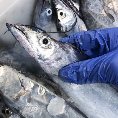 新鲜冷冻海钓带鱼小眼睛钓带海鲜整条东海带鱼3斤可一件代发图3