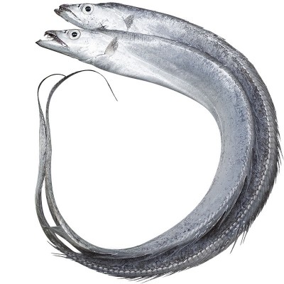 新鲜冷冻海钓带鱼小眼睛钓带海鲜整条东海带鱼3斤可一件代发