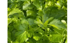 182个农业品牌提升蔬菜产业竞争力 廊坊蔬菜北京市场占有率达16.2%