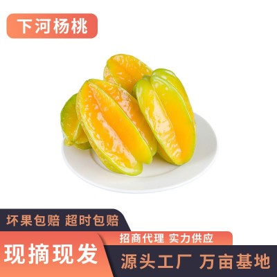 台湾红龙杨桃水果热带现摘现发 福建漳州下河五角星杨桃3/5斤批发