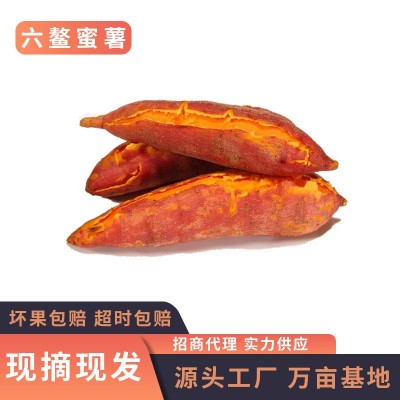 福建六鳌蜜薯5斤/9斤新鲜现挖香甜糯沙地红番薯红苕地瓜一件代发图5