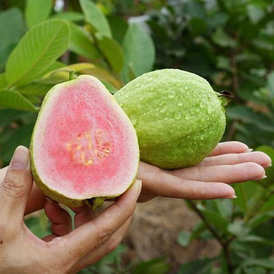 福建红心芭乐 番石榴送酸梅粉新鲜应季脆甜爽口水果产地直发批发图3