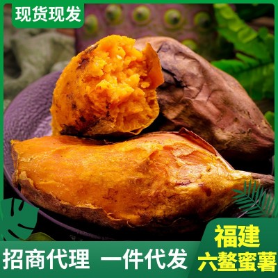 福建六鳌蜜薯 5/9斤农家新鲜现挖香甜糯沙地红番薯红苕地瓜批发图3