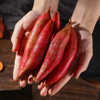 福建六鳌蜜薯 5/9斤农家新鲜现挖香甜糯沙地红番薯红苕地瓜批发图4