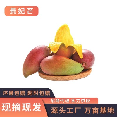 现货贵妃芒新鲜热带水果香甜多汁芒果3/5/9斤非大青芒一件代发图5