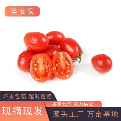 【助农产品】新鲜圣女果 个大饱满小番茄 西红柿水果蔬菜批发代发图5