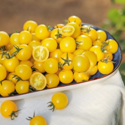 黄金圣女果 个大饱满小番茄 西红柿水果蔬菜批发代发图3