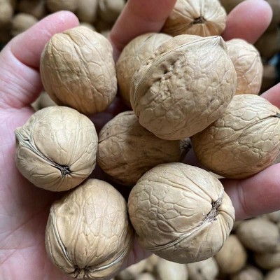 2025年新货新疆原味薄皮小核桃袋装纸皮核桃休闲零食坚果年货批发图3