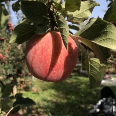 阿克苏直发新疆阿克苏自然熟冰糖心苹果净重4.5斤-9斤图2