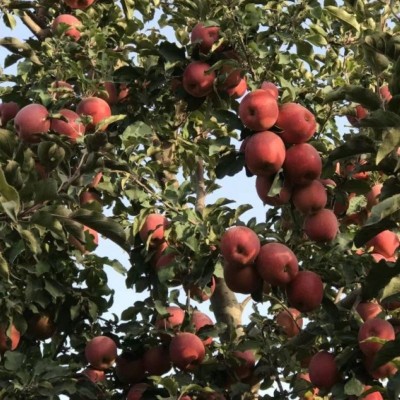 阿克苏直发新疆阿克苏自然熟冰糖心苹果净重4.5斤-9斤图3