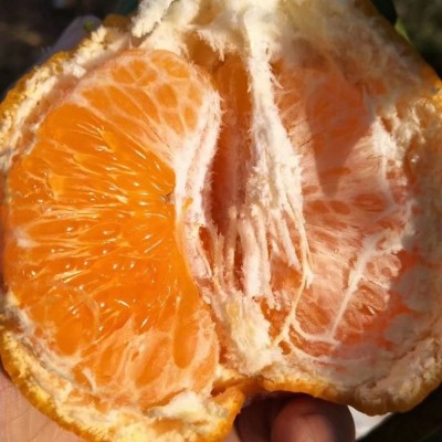 现货一件代发眉山丹棱果园新鲜现摘现发 春见耙耙柑 新鲜水果批发图3