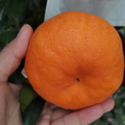 现货一件代发眉山丹棱果园新鲜现摘现发 春见耙耙柑 新鲜水果批发图4