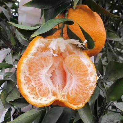 现货一件代发眉山丹棱果园新鲜现摘现发 春见耙耙柑 新鲜水果批发图2