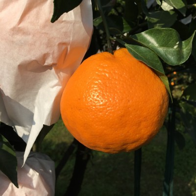 现货一件代发眉山丹棱果园新鲜现摘现发 春见耙耙柑 新鲜水果批发图5