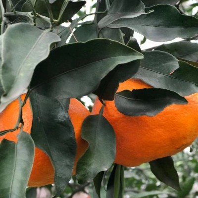 现货一件代发眉山丹棱果园新鲜现摘现发阿斯蜜明日见柑橘水果批发图4