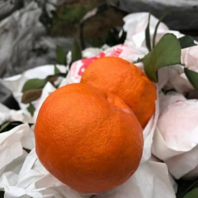 现货一件代发眉山丹棱果园新鲜现摘现发阿斯蜜明日见柑橘水果批发图5