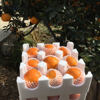 现货四川眉山爱媛38号果冻橙 批发新鲜水果手剥橙一件代发5斤8斤图3