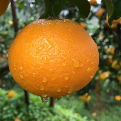 现货四川眉山爱媛38号果冻橙 批发新鲜水果手剥橙一件代发5斤8斤图5