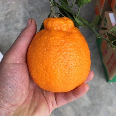 四川眉山丹棱现摘新鲜水果丑柑不知火 丑橘丑八怪5斤10斤一件代发图5