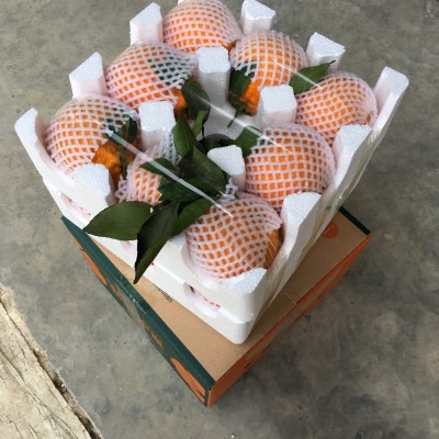 四川眉山丹棱现摘新鲜水果丑柑不知火 丑橘丑八怪5斤10斤一件代发图3