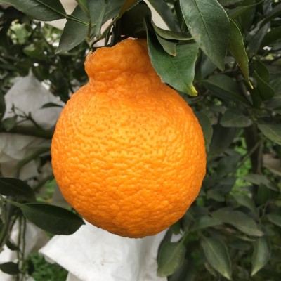 四川眉山丹棱现摘新鲜水果丑柑不知火 丑橘丑八怪5斤10斤一件代发图2