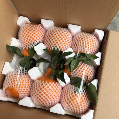 四川眉山丹棱现摘新鲜水果丑柑不知火 丑橘丑八怪5斤10斤一件代发图4