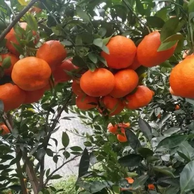 正宗四川柑橘明日见新鲜孕妇水果果园直发图2