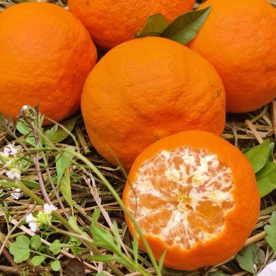 正宗四川柑橘明日见新鲜孕妇水果果园直发图3