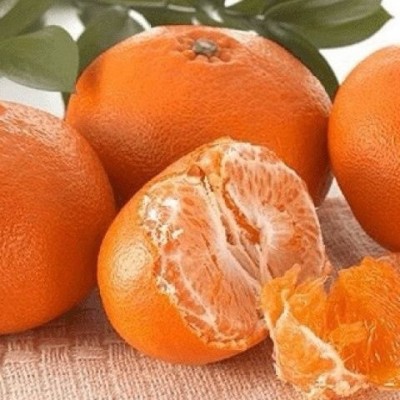 正宗四川柑橘明日见新鲜孕妇水果果园直发图4