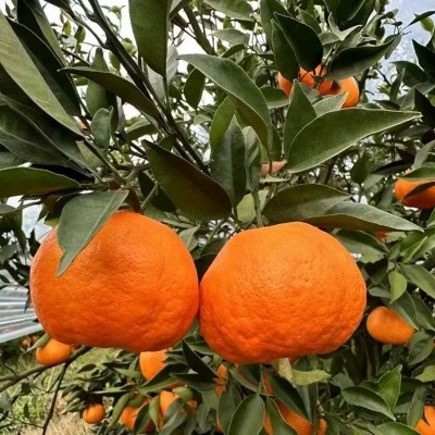 正宗四川柑橘明日见新鲜孕妇水果果园直发图5