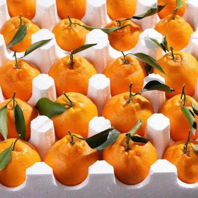 【寒冷地区保温箱发货】四川春见耙耙柑时令新鲜现摘水果酸甜爆汁图5