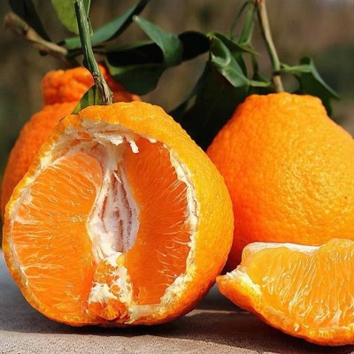 四川春见耙耙柑时令新鲜现摘水果酸甜爆汁当季正宗丑柑橘子图4