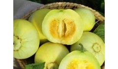 甜瓜成熟之后发苦是什么原因？