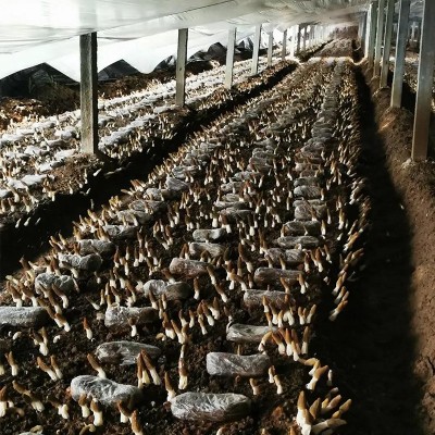 羊肚菌干货云南原产地批发价干菌一件代发规格齐全批发直供厚肉图4