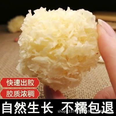 古田椴木小银耳 非通江银耳煲糖水新货干货批发【包邮】一件代发图4