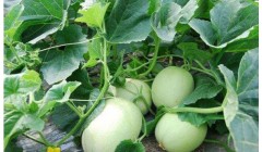 甜瓜田间管理措施？甜瓜膨果叶面追肥有哪些？甜瓜怎么施肥好？