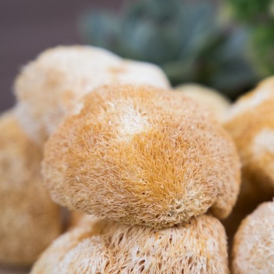 猴头菇干货批发散装新鲜猴头菇干食用菌菇批发江西源头工厂批代发图2